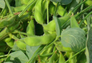 Os alimentos ricos em proteínas vegetais ajudam na queima de gordura